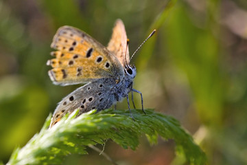 Obraz premium azure on green grass