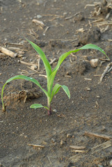 young corn plant