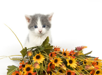 gray and white kitten with flowers