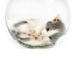 kitten napping in a fishbowl
