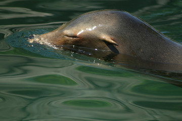 #2.california sea lion.