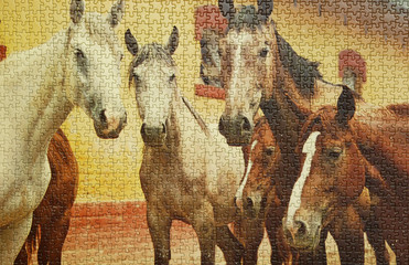 cavalli in puzzle - obrazy, fototapety, plakaty