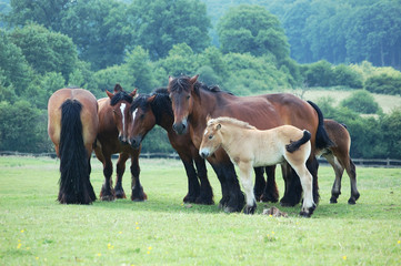 chevaux de trait