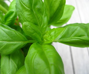 basil