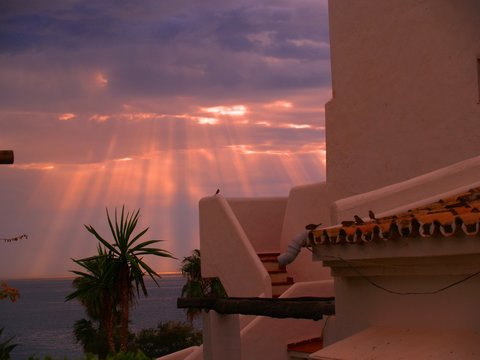 gorriones viendo amanecer