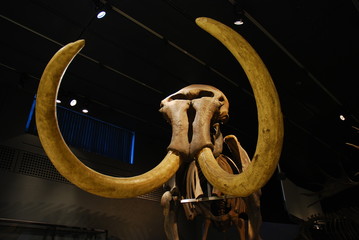 ice age mammoth - 3470051
