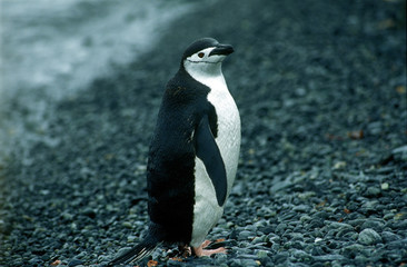 chistrap penguin