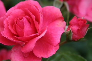 rote rose