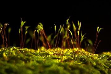 moss forest on a green carpet