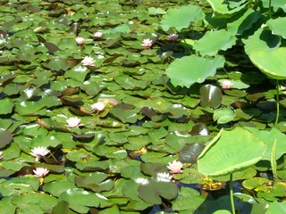 Teichrosen