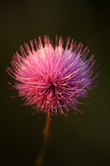 Hedgehog flower