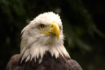 bald eagle portrait