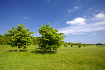 Fototapeta na wymiar drzew na zielonym polu
