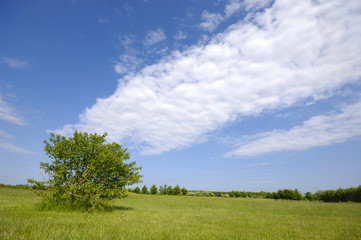 Fototapeta na wymiar tree on green field