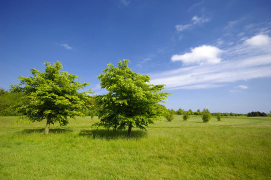 trees on green field