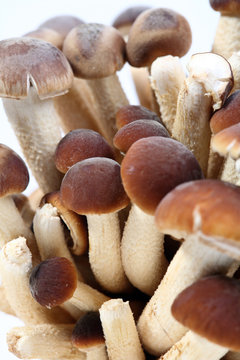 southern poplar mushroom