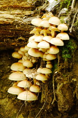 Group of mushrooms