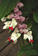 bleeding heart vine
