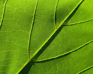 green leaf 3