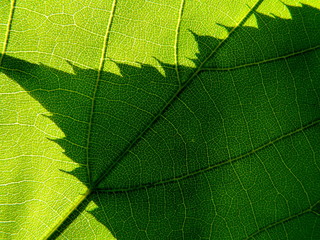 shadow of the leaf