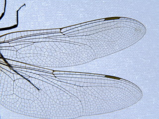 wings