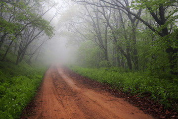 Fototapeta na wymiar foggy road through spring forest early in the morning