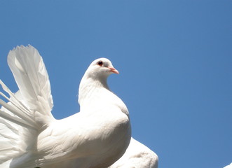 colombe