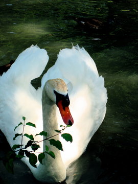 cigne