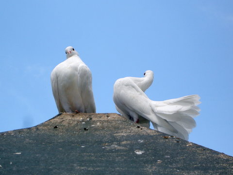 deux colombes