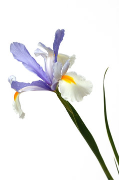 iris on white background