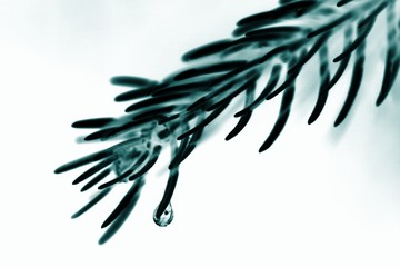 Obraz na płótnie Canvas water drop on pine-needle