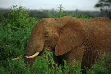 Obraz na płótnie Canvas close up of african elephant