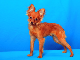 russian long-haired toy terrier 01
