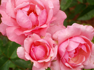 garden rose