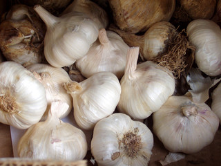 garlic