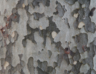 corteccia d'albero