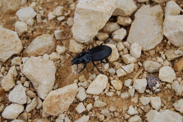 insecte noir