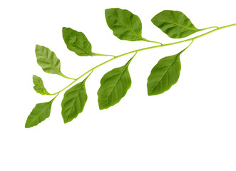 fresh greenery branch with leaves (with clipping p