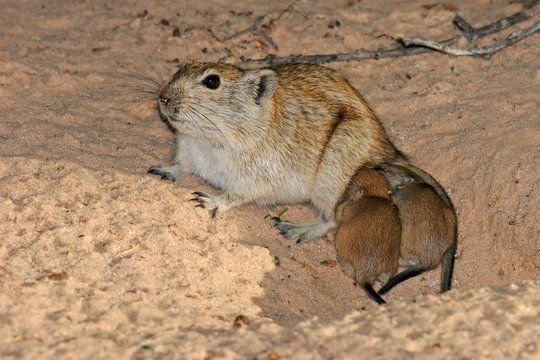 whistling rat with young