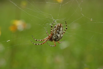 arachnidee