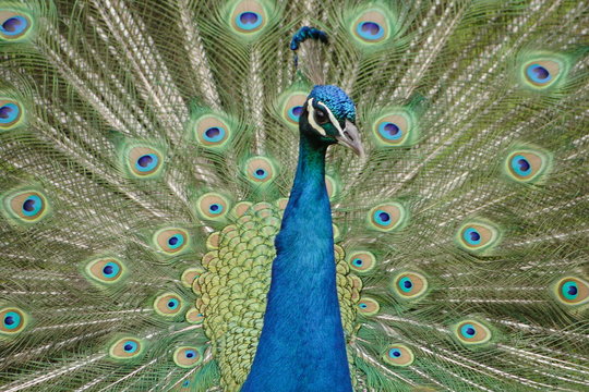 pfau 2