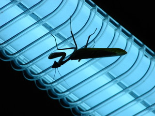 Louva-Deus na lâmpada