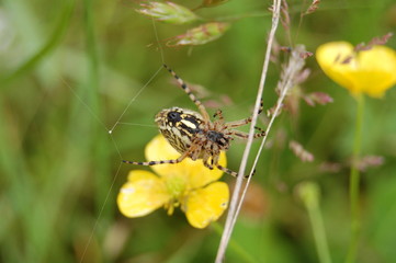 arachnidee
