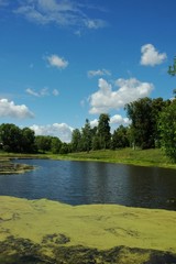 Fototapeta na wymiar summer pond