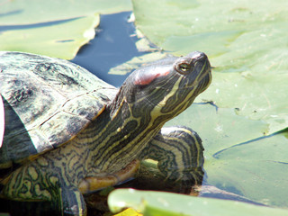 turtle