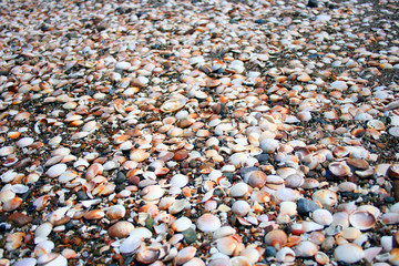 shells on a beach