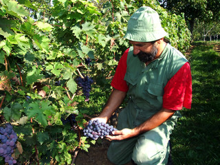 man in vineyard