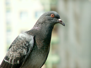 pigeon