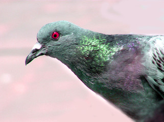 pigeon