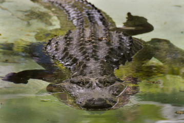 Naklejka premium crocodile